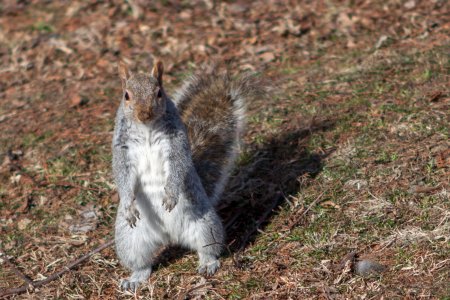 Een eekhoorn in het Fairmount park